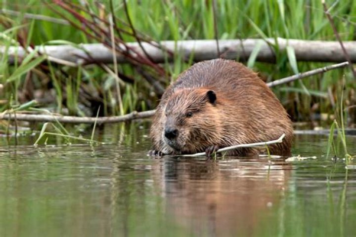 Clifford Beaver Net Worth: Exploring the Life and Financial Success of a Remarkable Figure