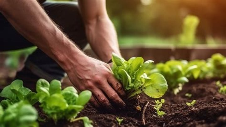 Discover the Remarkable Journey of Farmer Briar: A Beacon of Sustainable Agriculture