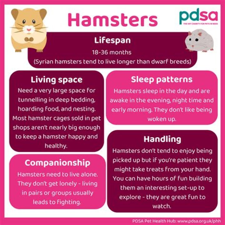 Exploring the Fascinating World of Hamsters: Your Ultimate Guide