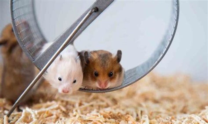 Exploring the World of Hamster X: Your Ultimate Guide