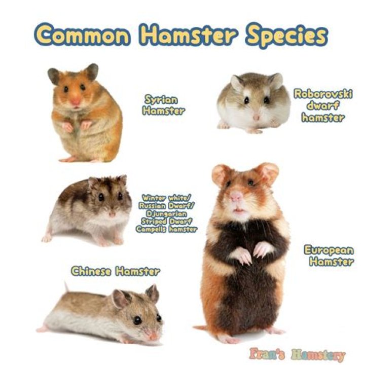 Hamsters X: The Ultimate Guide to Understanding and Caring for Your Beloved Pet