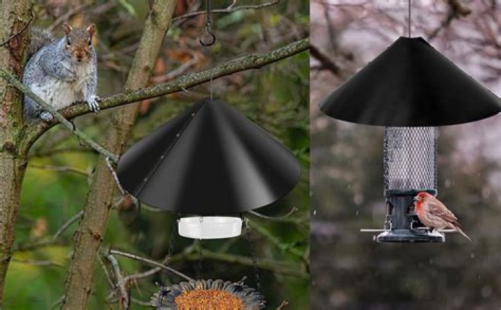 How Baffle for Bird Feeders Can Transform Your Birdwatching Experience