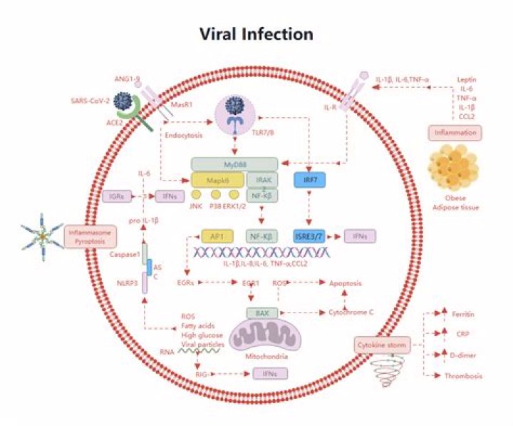 Katmovirs: Understanding the Viral Sensation and Its Impact