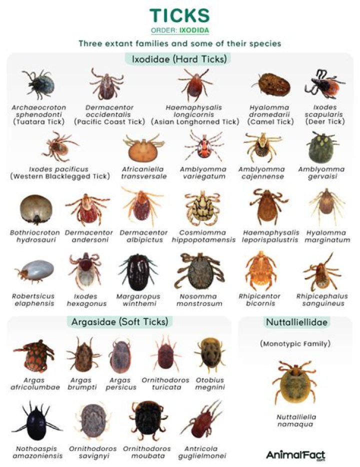 TickZoo: The Ultimate Guide to Exploring the World of Ticks and Their Impact on Health