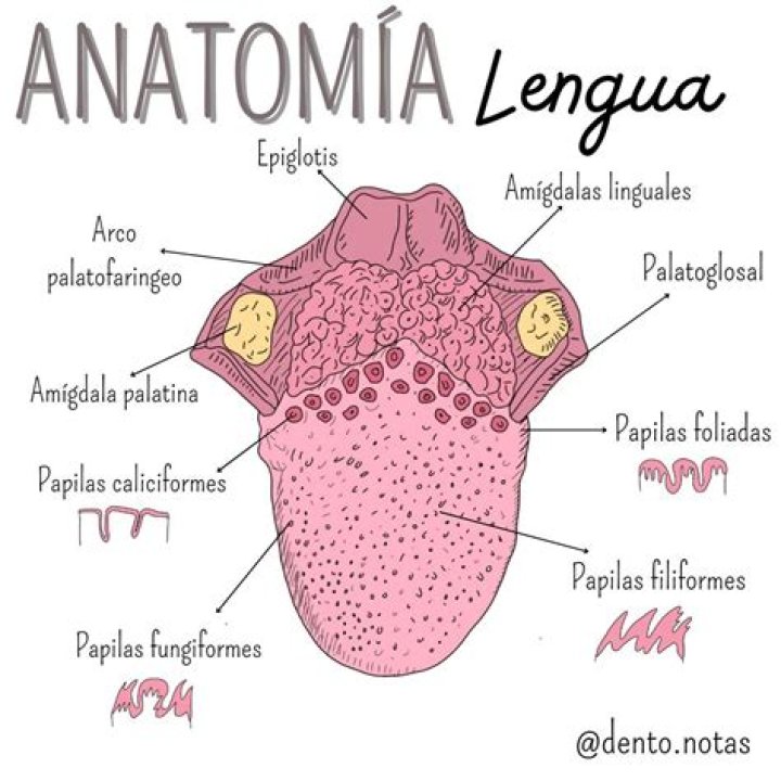 Understanding Sal Debajo de la Lengua: A Comprehensive Guide