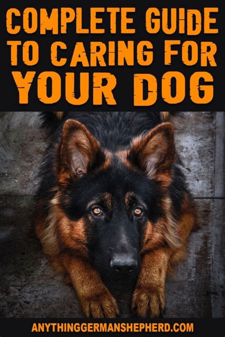 Unleashing the Power of Dog Ownership: A Comprehensive Guide to Caring for Your Best Friend