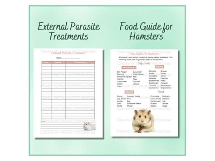 Unveiling the Charm of X Hamster: A Comprehensive Guide