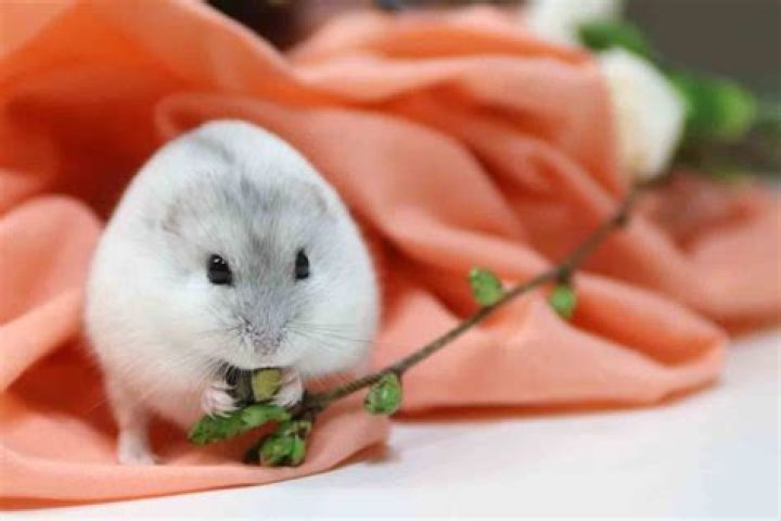 X Hamster: The Ultimate Guide to Care, Behavior, and Facts