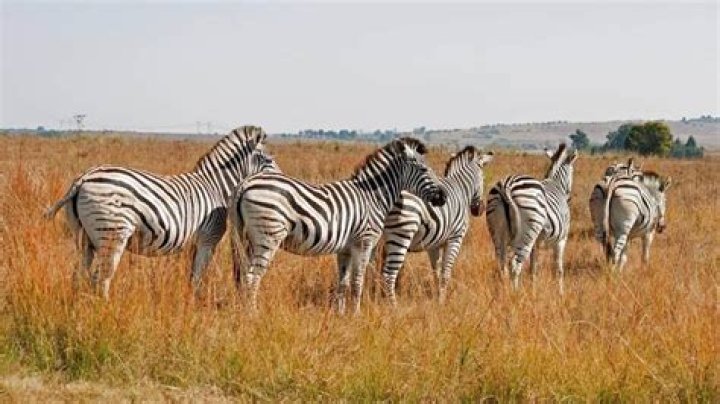 Zebra Sounds: Understanding the Fascinating Communication of Zebras