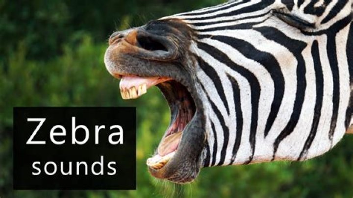 Zebra Sounds: Understanding the Unique Vocalizations of Zebras